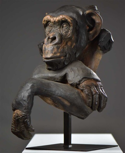 Chimpanzé