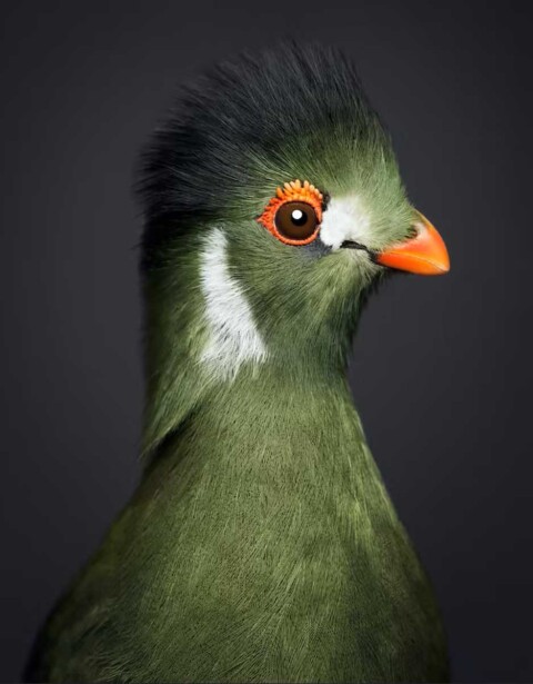 Guinea Turaco