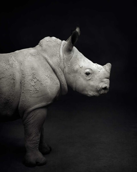 Little White Rhino