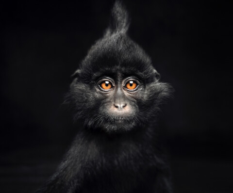 Little Black Crested Mangabey