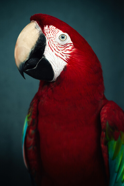 Macaw